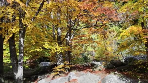 ブルガリアのヴィトシャ山の素晴らしい秋 — ストック動画