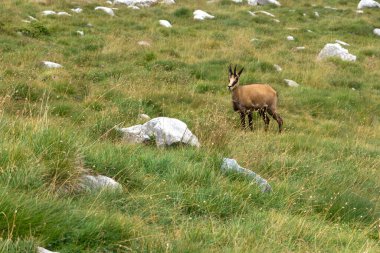 Bulgaristan 'ın Vihren Tepesi yakınlarındaki Pirin Dağı' nın şaşırtıcı yaz manzarası