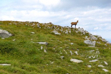 Bulgaristan 'ın Vihren Tepesi yakınlarındaki Pirin Dağı' nın şaşırtıcı yaz manzarası
