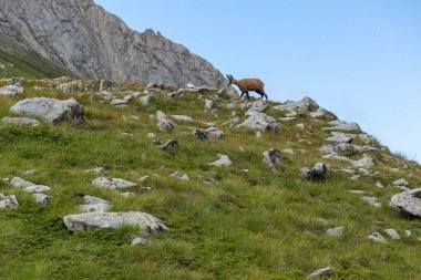 Bulgaristan 'ın Vihren Tepesi yakınlarındaki Pirin Dağı' nın şaşırtıcı yaz manzarası