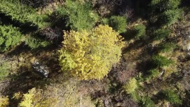 Bulgaristan Vitosha Dağı Nın Nanılmaz Sonbaharı — Stok video