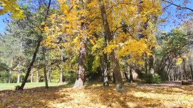 Bulgaristan 'ın Sofya kentindeki South Park' ın şaşırtıcı sonbahar manzarası