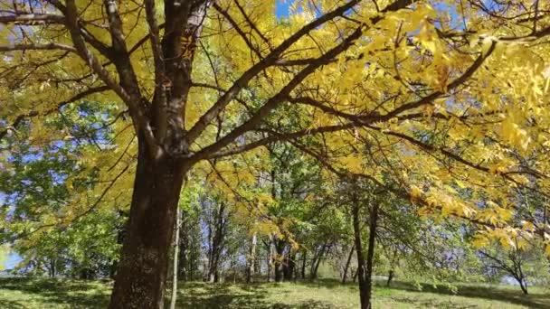 Erstaunliche Herbst Blick Auf South Park Der Stadt Sofia Bulgarien — Stockvideo