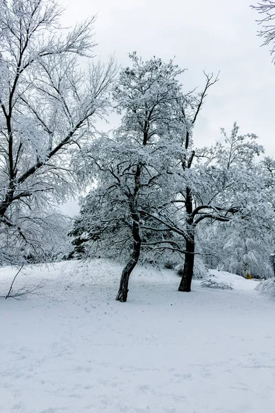 Úžasný Zimní Pohled South Park Sofii Bulharsko — Stock fotografie