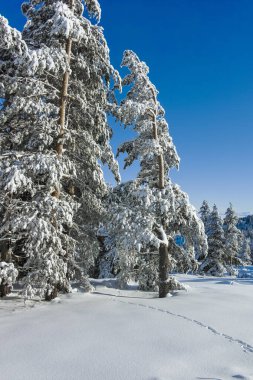 Bulgaristan 'ın Sofya Şehir Bölgesi, Vitosha Dağı' nın İnanılmaz Kış manzarası