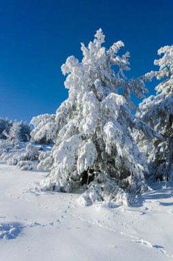 Bulgaristan 'ın Sofya Şehir Bölgesi, Vitosha Dağı' nın İnanılmaz Kış manzarası