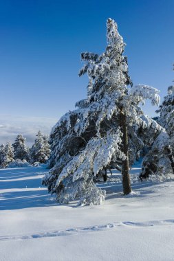 Bulgaristan 'ın Sofya Şehir Bölgesi, Vitosha Dağı' nın İnanılmaz Kış manzarası