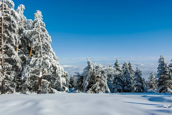 stock image Amazing Winter landscape of Vitosha Mountain, Sofia City Region, Bulgaria