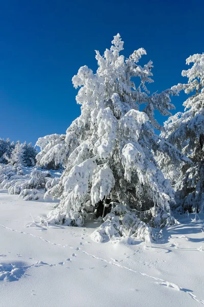 stock image Amazing Winter landscape of Vitosha Mountain, Sofia City Region, Bulgaria