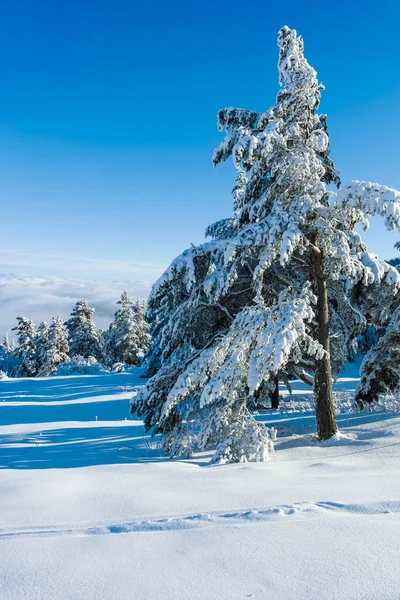 stock image Amazing Winter landscape of Vitosha Mountain, Sofia City Region, Bulgaria