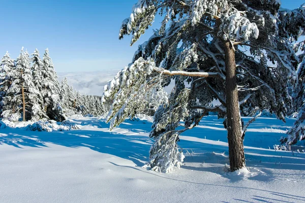 Increíble Paisaje Invierno Montaña Vitosha Región Ciudad Sofía Bulgaria — Foto de Stock