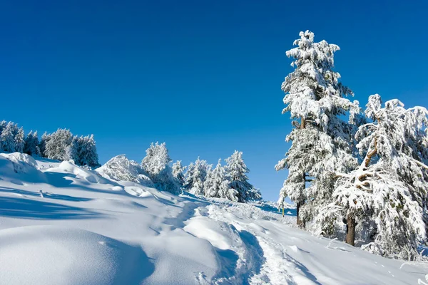 Stock image Amazing Winter landscape of Vitosha Mountain, Sofia City Region, Bulgaria