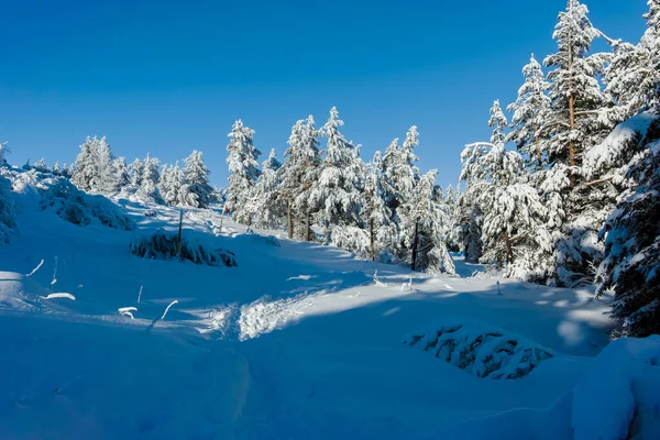 Bulgaristan 'ın Sofya Şehir Bölgesi, Vitosha Dağı' nın İnanılmaz Kış manzarası