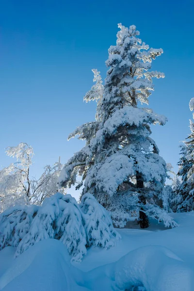 Дивовижний Зимовий Пейзаж Гори Вітоша Софійський Міський Район Болгарія — стокове фото