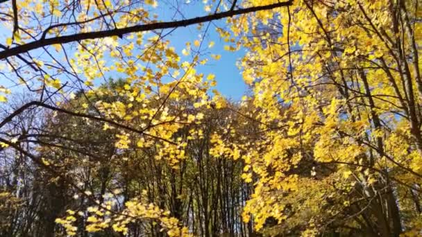 ブルガリアのソフィア市にある南公園の素晴らしい秋の景色 — ストック動画