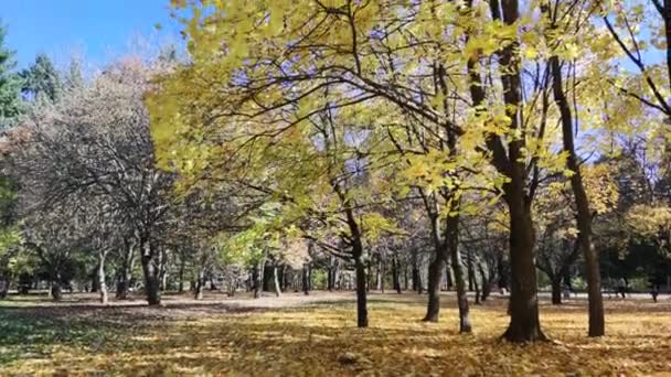 Úžasný Podzimní Pohled South Park Sofii Bulharsko — Stock video