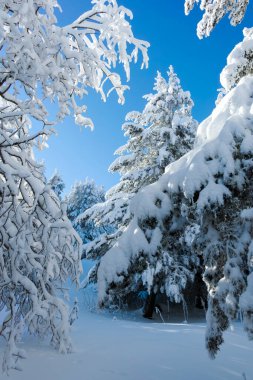 Bulgaristan 'ın Sofya Şehir Bölgesi, Vitosha Dağı' nın İnanılmaz Kış manzarası