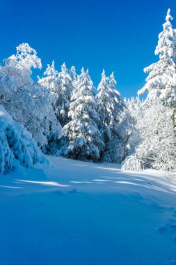 Bulgaristan 'ın Sofya Şehir Bölgesi, Vitosha Dağı' nın İnanılmaz Kış manzarası