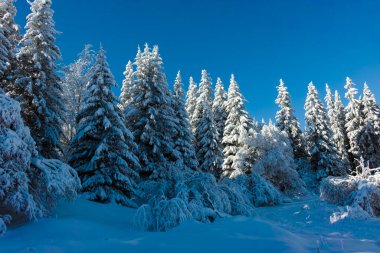 Bulgaristan 'ın Sofya Şehir Bölgesi, Vitosha Dağı' nın İnanılmaz Kış manzarası