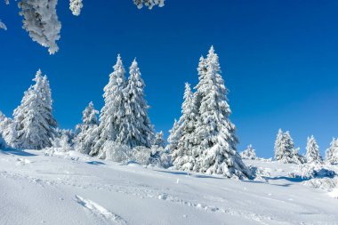 Bulgaristan 'ın Sofya Şehir Bölgesi, Vitosha Dağı' nın İnanılmaz Kış manzarası