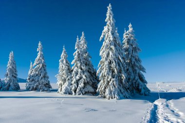 Bulgaristan 'ın Sofya Şehir Bölgesi, Vitosha Dağı' nın İnanılmaz Kış manzarası