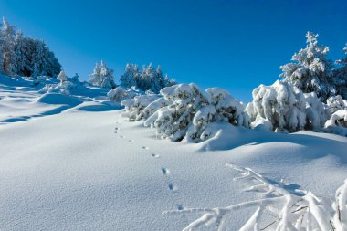 Bulgaristan 'ın Sofya Şehir Bölgesi, Vitosha Dağı' nın İnanılmaz Kış manzarası