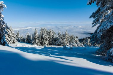 Bulgaristan 'ın Sofya Şehir Bölgesi, Vitosha Dağı' nın İnanılmaz Kış manzarası