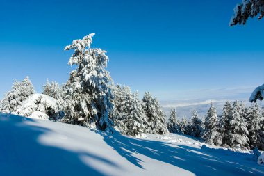 Bulgaristan 'ın Sofya Şehir Bölgesi, Vitosha Dağı' nın İnanılmaz Kış manzarası