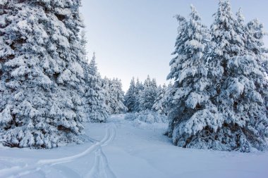 Bulgaristan 'ın Sofya Şehir Bölgesi, Vitosha Dağı' nın İnanılmaz Kış manzarası