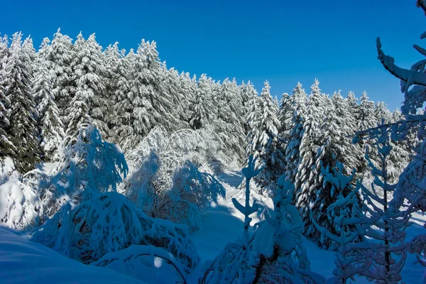 ブルガリア ソフィア市ヴィトシャ山の素晴らしい冬の風景 — ストック写真