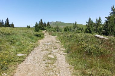 Bulgaristan 'ın Sofya Şehir Bölgesi' nin Kamen Del zirvesi yakınlarındaki Vitosha Dağı 'nın yaz manzarası