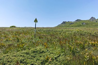 Bulgaristan 'ın Sofya Şehir Bölgesi' nin Kamen Del zirvesi yakınlarındaki Vitosha Dağı 'nın yaz manzarası