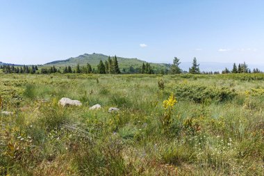 Bulgaristan 'ın Sofya Şehir Bölgesi' nin Kamen Del zirvesi yakınlarındaki Vitosha Dağı 'nın yaz manzarası
