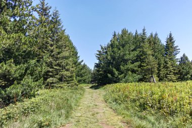 Bulgaristan 'ın Sofya Şehir Bölgesi' nin Kamen Del zirvesi yakınlarındaki Vitosha Dağı 'nın yaz manzarası