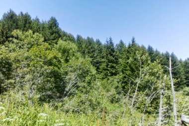 Bulgaristan 'ın Sofya Şehir Bölgesi' nin Kamen Del zirvesi yakınlarındaki Vitosha Dağı 'nın yaz manzarası