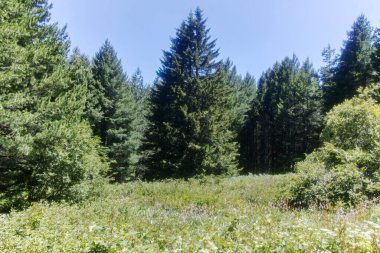 Bulgaristan 'ın Sofya Şehir Bölgesi' nin Kamen Del zirvesi yakınlarındaki Vitosha Dağı 'nın yaz manzarası