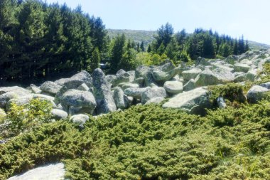 Bulgaristan 'ın Sofya Şehir Bölgesi' nin Kamen Del zirvesi yakınlarındaki Vitosha Dağı 'nın yaz manzarası