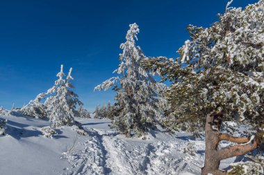 Bulgaristan 'ın Sofya Şehir Bölgesi, Vitosha Dağı' nın İnanılmaz Kış manzarası