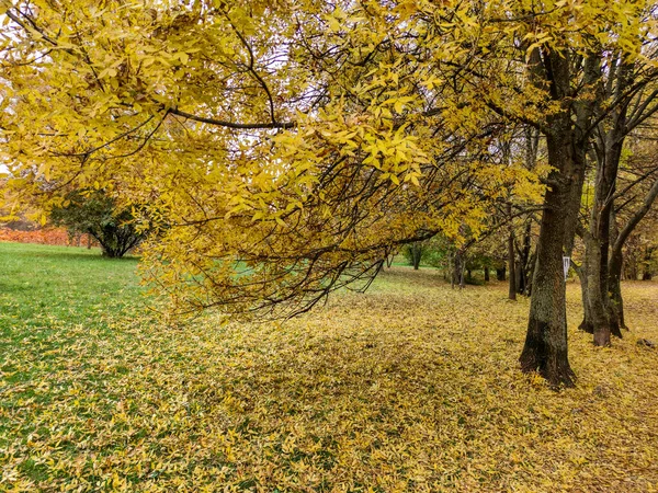 Удивительный Осенний Вид Южный Парк Городе София Болгария — стоковое фото