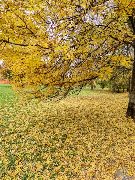 Удивительный Осенний Вид Южный Парк Городе София Болгария — стоковое фото