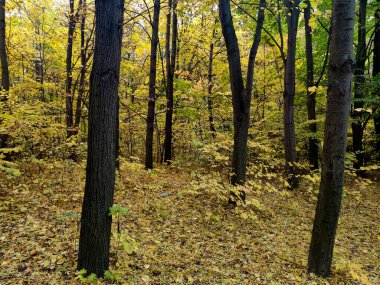 Bulgaristan 'ın Sofya kentindeki South Park' ın şaşırtıcı sonbahar manzarası