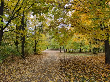 Bulgaristan 'ın Sofya kentindeki South Park' ın şaşırtıcı sonbahar manzarası