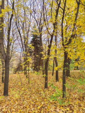 Bulgaristan 'ın Sofya kentindeki South Park' ın şaşırtıcı sonbahar manzarası