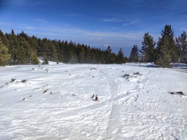 Amazing Winter landscape near Platoto area at Vitosha Mountain, Sofia City Region, Bulgaria