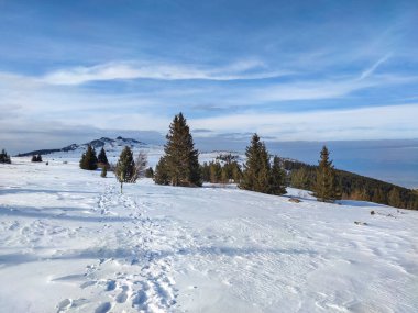 Amazing Winter landscape near Platoto area at Vitosha Mountain, Sofia City Region, Bulgaria