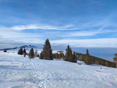 Amazing Winter landscape near Platoto area at Vitosha Mountain, Sofia City Region, Bulgaria