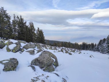Amazing Winter landscape near Platoto area at Vitosha Mountain, Sofia City Region, Bulgaria