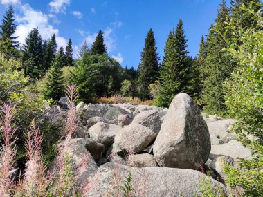 Bulgaristan 'ın Vitosha Dağı' nın şaşırtıcı sonbahar manzarası