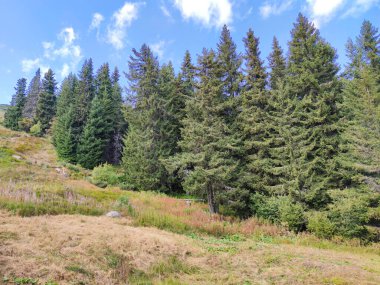 Bulgaristan 'ın Vitosha Dağı' nın şaşırtıcı sonbahar manzarası