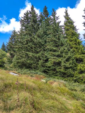 Bulgaristan 'ın Vitosha Dağı' nın şaşırtıcı sonbahar manzarası